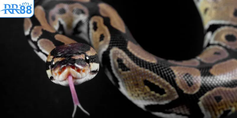 Bạn nên hiểu rõ chi tiết trong giấc mộng