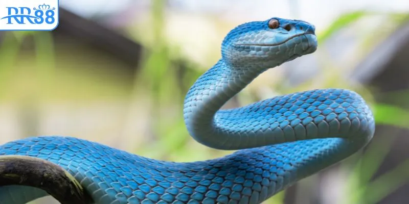 Không nên chọn quá nhiều con cùng 1 lúc